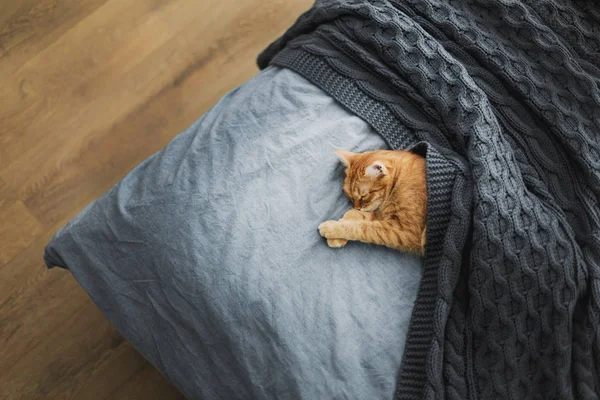 Gato Vermelho Dorme Abaixo Uma Planície Malha Cinza — Fotografia de Stock
