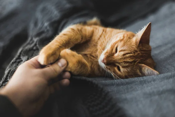 Kırmızı kedi bir gri örgü şal altında uyur