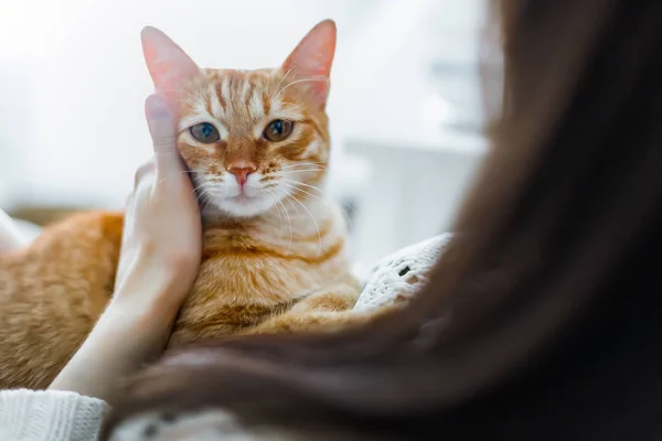 女の子の腕に赤い猫 女の子が猫をなでます 彼女の腕の中でハミングする猫 — ストック写真