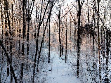 Üstten Görünüm orman, nehir, şehir. Buz soğuk, kar, kar, kış, ağaçlar.
