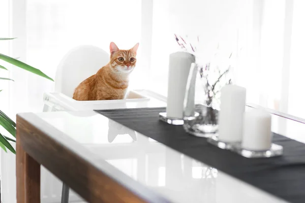 Kızıl saçlı şirin bir kedi beyaz bir masada beyaz bir sandalyede oturuyor ve yemek için bekliyor.