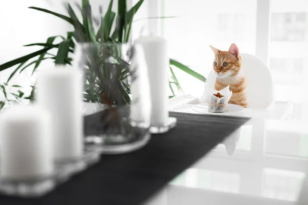 Gato Bonito Ruivo Senta Uma Mesa Branca Uma Cadeira Branca — Fotografia de Stock