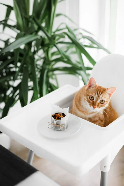 Gato Bonito Ruivo Senta Uma Mesa Branca Uma Cadeira Branca — Fotografia de Stock