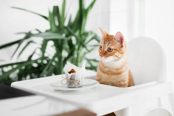 赤い髪のかわいい猫 かぎ針編みの前に白い椅子の白いテーブルに座っているし ケーキが彼の足を引っ張る — ストック写真