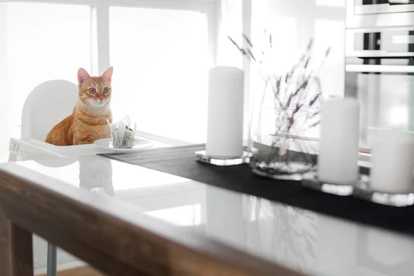 Gato Bonito Ruivo Senta Uma Mesa Branca Uma Cadeira Branca — Fotografia de Stock