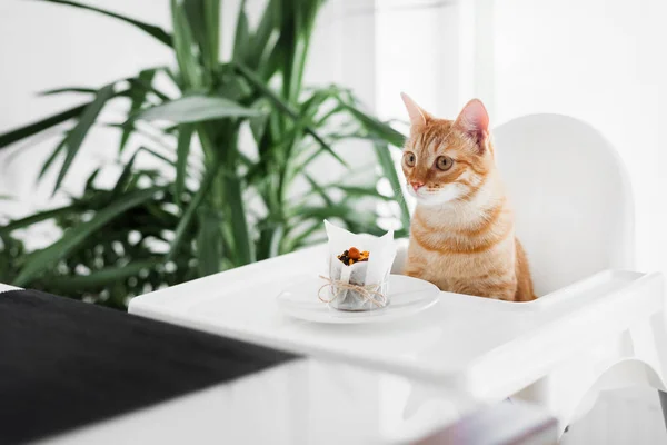 Gato Bonito Ruivo Senta Uma Mesa Branca Uma Cadeira Branca — Fotografia de Stock