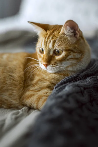 Gato Vermelho Encontra Xadrez Tecido Cinza — Fotografia de Stock