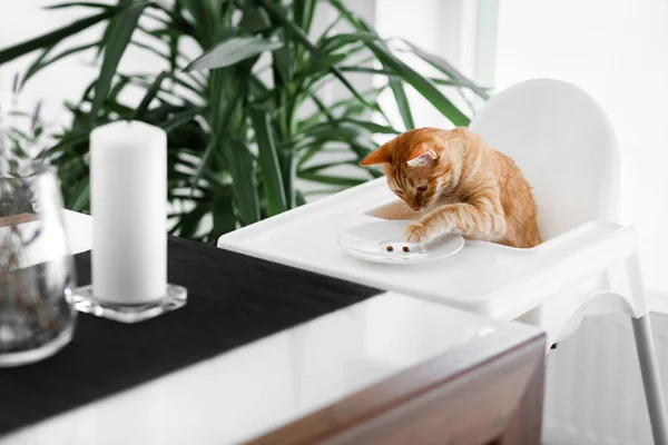 赤い髪のかわいい猫 かぎ針編みの前に白い椅子の白いテーブルに座っているし 食べに足を引っ張る ストック写真