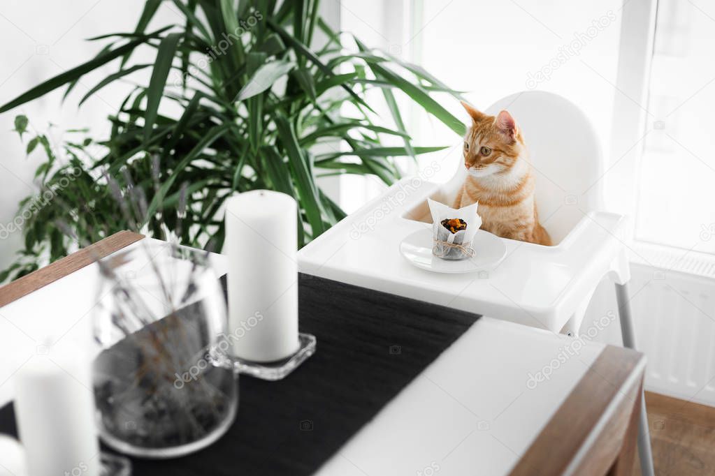 a red-haired cute cat sits at a white table on a white chair in front of a crochet and pulls his paw to the cake