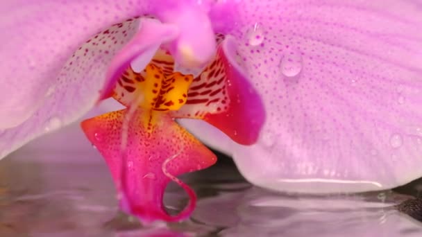 Orchidée Déplace Vent Dessus Eau Ferme Mouvement Lent — Video