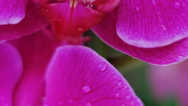 Orkide Suyun Üzerindeki Rüzgardan Hareket Eder Kapatın Yavaş Çekim — Stok video