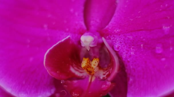 Orchid Moves Wind Water Close Slow Motion — Stock Video