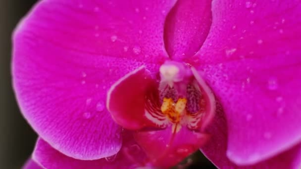 Orchidee Beweegt Uit Wind Boven Het Water Sluit Maar Langzame — Stockvideo