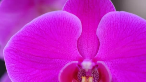 Orquídea Mueve Del Viento Sobre Agua Cerca Movimiento Lento — Vídeos de Stock