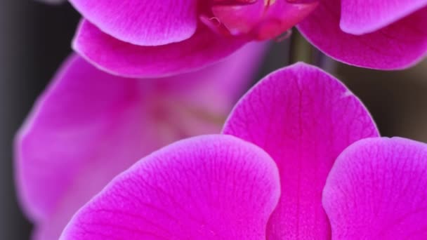 Orquídea Mueve Del Viento Sobre Agua Cerca Movimiento Lento — Vídeo de stock