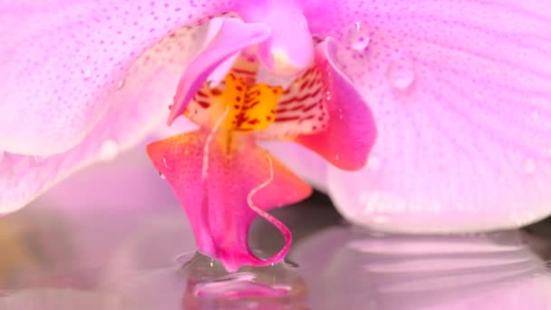 Orchidea Muove Dal Vento Sopra Acqua Chiudete Rallentatore — Video Stock