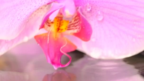 Orchid Moves Wind Water Close Slow Motion — Stock Video