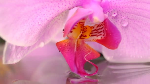 Orquídea Mueve Del Viento Sobre Agua Cerca Movimiento Lento — Vídeos de Stock