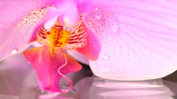 Orquídea Mueve Del Viento Sobre Agua Cerca Movimiento Lento — Vídeo de stock