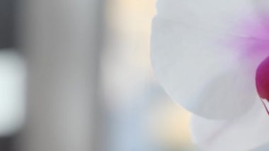 Orkide kapanışı. Doğrusal Canlandırma