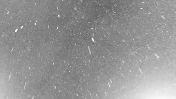 Neve Invernale Neve Caduta Isolata Fondo Nero Utilizzare Comporre Motion — Video Stock