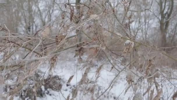 Droog Gras Sneeuw Koud Winterweer Ijzige Wind — Stockvideo