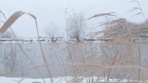 Grama Seca Margem Rio Inverno Tempo Frio Inverno — Vídeo de Stock