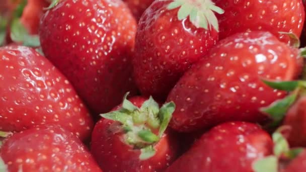 Las Fresas Frescas Maduras Cierran Fresa Orgánica Madura Concepto Higiene — Vídeo de stock