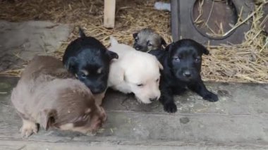 Ahırın kapısında beş sevimli köpek yavrusu oynuyor. Küçük köpekler oynuyorlar ve ahırdan kaçmaya çalışıyorlar. Kapat.