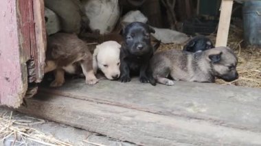 Ahırın kapısında beş sevimli köpek yavrusu oynuyor. Küçük köpekler oynuyorlar ve ahırdan kaçmaya çalışıyorlar. Kapat.