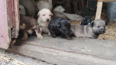 Ahırın kapısında beş sevimli köpek yavrusu oynuyor. Küçük köpekler oynuyorlar ve ahırdan kaçmaya çalışıyorlar. Kapat.