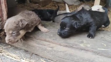 Ahırın kapısında beş sevimli köpek yavrusu oynuyor. Küçük köpekler oynuyorlar ve ahırdan kaçmaya çalışıyorlar. Kapat.