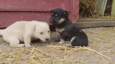 Şirin yavrular çiftlikte koşup oynuyorlar. Küçük köpekler oynar ve dünyayı keşfederler. Kapat.