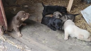 Ahırın kapısında beş sevimli köpek yavrusu oynuyor. Küçük köpekler oynuyorlar ve ahırdan kaçmaya çalışıyorlar. Kapat.