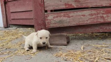Şirin yavrular çiftlikte koşup oynuyorlar. Küçük köpekler oynar ve dünyayı keşfederler. Kapat.