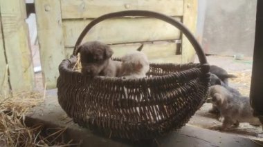 Şirin yavrular hasır sepetten çıkmaya çalışıyorlar. Küçük köpekler oynuyorlar ve ahırdan kaçmaya çalışıyorlar. Kapat.