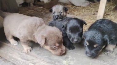Ahırın kapısında beş sevimli köpek yavrusu oynuyor. Küçük köpekler oynuyorlar ve ahırdan kaçmaya çalışıyorlar. Kapat.