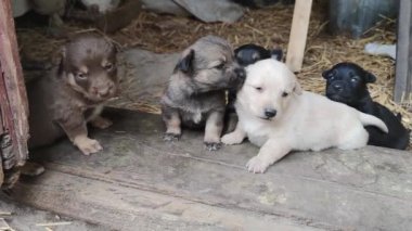 Ahırın kapısında beş sevimli köpek yavrusu oynuyor. Küçük köpekler oynuyorlar ve ahırdan kaçmaya çalışıyorlar. Kapat.