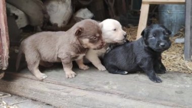 Ahırın kapısında beş sevimli köpek yavrusu oynuyor. Küçük köpekler oynuyorlar ve ahırdan kaçmaya çalışıyorlar. Kapat.