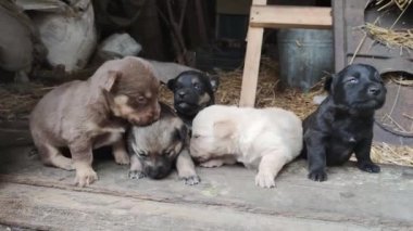 Ahırın kapısında beş sevimli köpek yavrusu oynuyor. Küçük köpekler oynuyorlar ve ahırdan kaçmaya çalışıyorlar. Kapat.