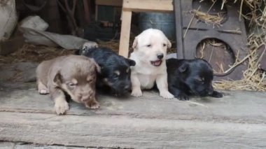 Ahırın kapısında beş sevimli köpek yavrusu oynuyor. Küçük köpekler oynuyorlar ve ahırdan kaçmaya çalışıyorlar. Kapat.