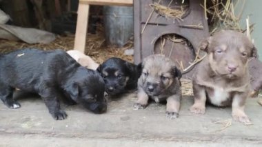 Ahırın kapısında beş sevimli köpek yavrusu oynuyor. Küçük köpekler oynuyorlar ve ahırdan kaçmaya çalışıyorlar. Kapat.