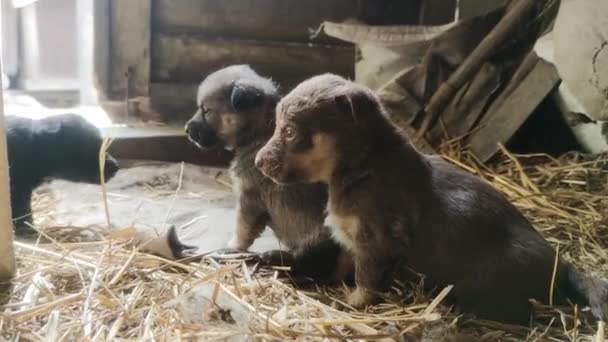 Leuke Puppies Rennen Spelen Verder Schuur Kleine Honden Spelen Verkennen — Stockvideo
