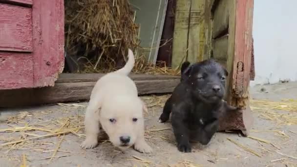 Chiots mignons courir et jouer dans la cour de la ferme. Les petits chiens jouent et explorent le monde. Gros plan 