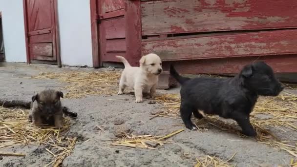 Leuke Puppy Rennen Spelen Boerderij Kleine Honden Spelen Verkennen Wereld — Stockvideo