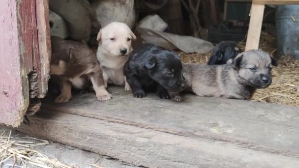 Five Cute Puppies Playing Doorstep Barn Little Dogs Playing Trying — Stock Video