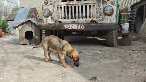 Hund Bunden Med Metallkedja Kastas Ett Ben Och Den Gömmer — Stockvideo