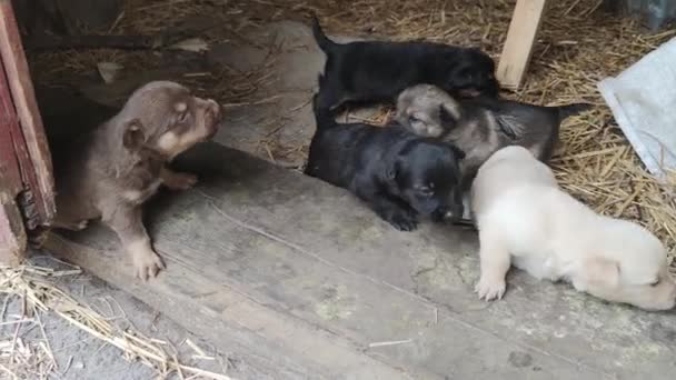 Lima Anak Anjing Lucu Bermain Depan Pintu Gudang Anjing Kecil — Stok Video