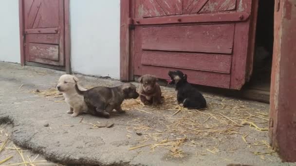 Leuke Puppy Rennen Spelen Boerderij Kleine Honden Spelen Verkennen Wereld — Stockvideo