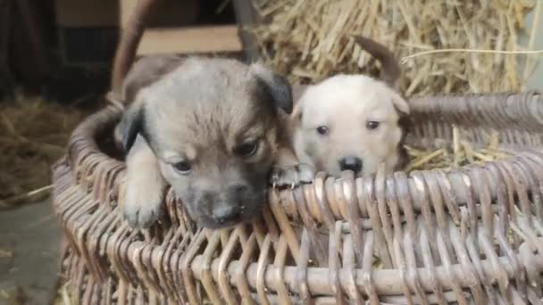 Leuke Puppy Proberen Uit Rieten Mand Komen Kleine Honden Spelen — Stockvideo